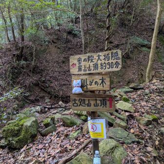 最初らへんの分岐。もうこの先からロープ場がありバクバク｡｡｡🙀