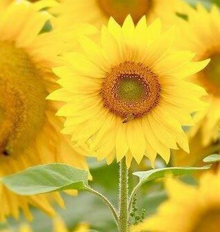 もうおじいちゃん