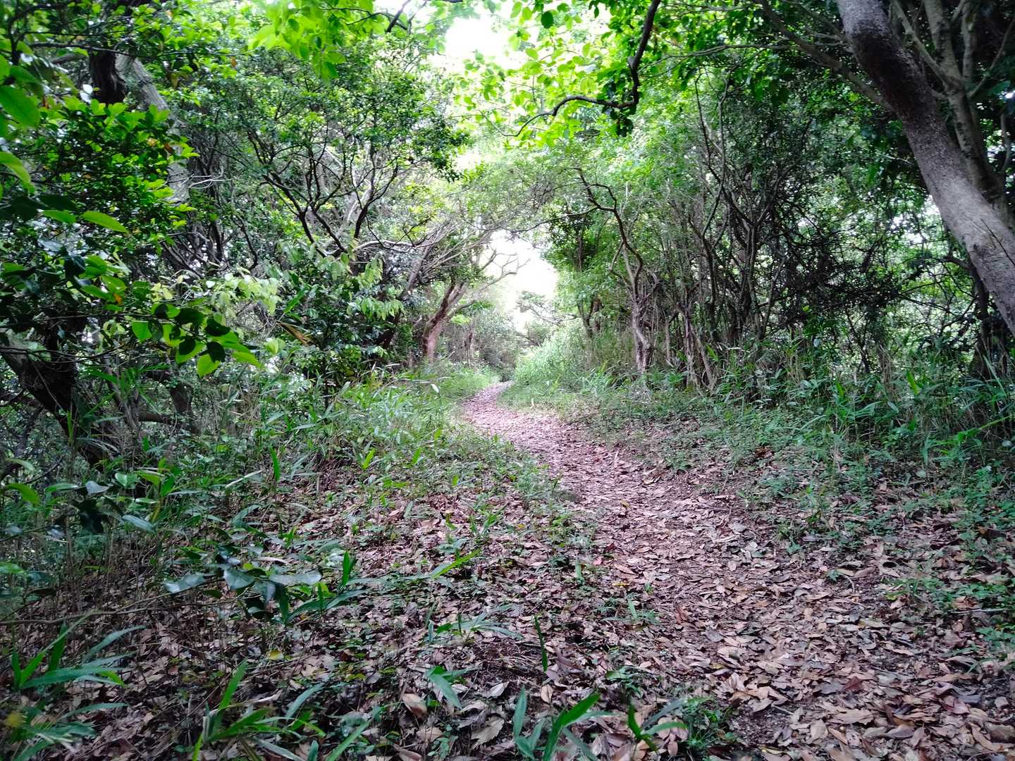 いい登山道ですねー