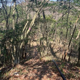 では、分岐点から野村坂の花立峠へと下りていきます。