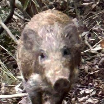 焼肉餃子めんたいこ