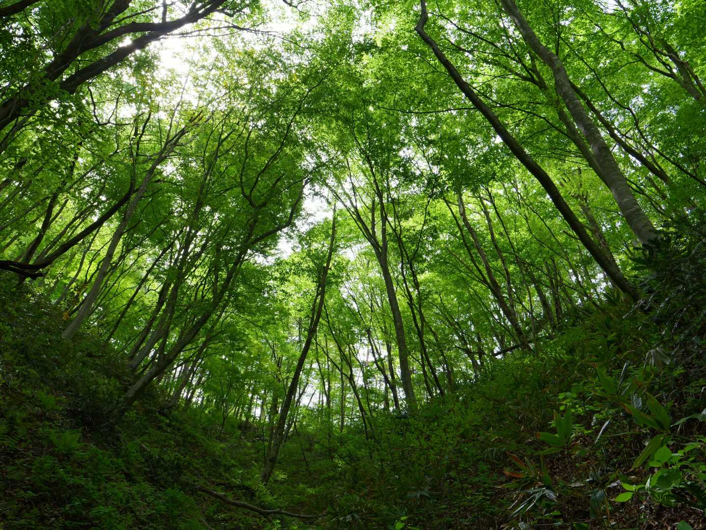 滝見コース入口-大万木山-大万木山権現-権現コース入口-横 周回コースの写真