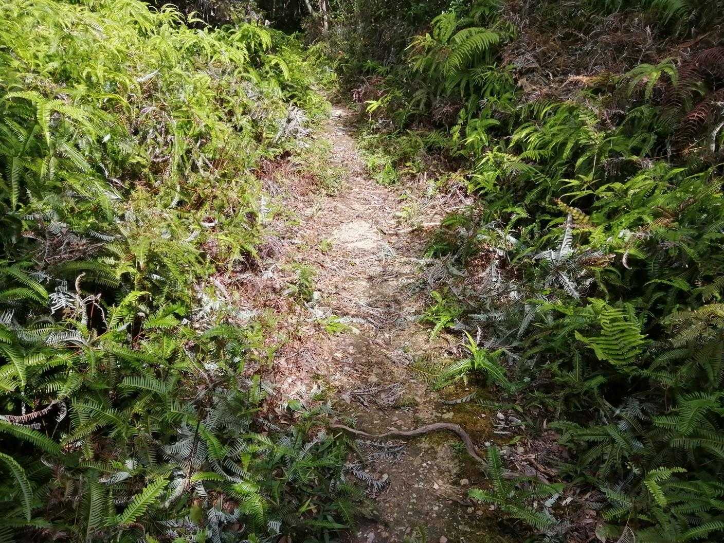 誰かがボランティアで1kmぐらい綺麗にシダを刈ってくれてる。
この暑い中、ありがとうございます。