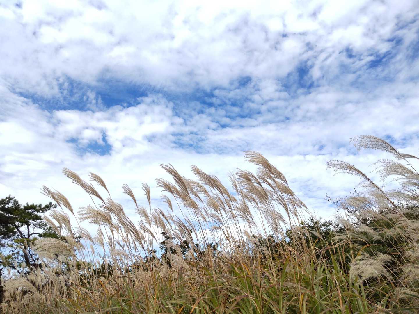 🌾