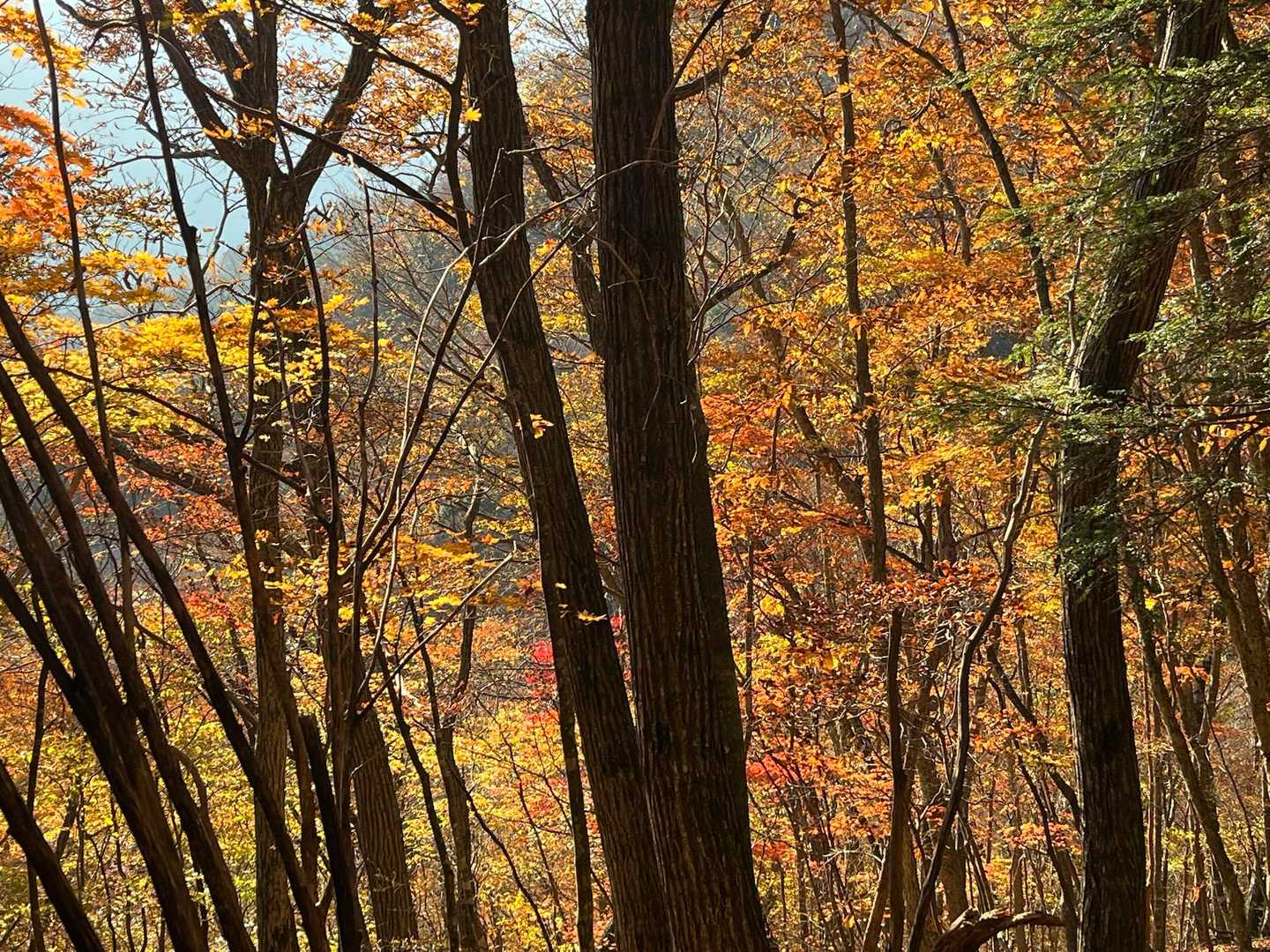 扇平山-ナダクマシロ山-常光寺山 往復コースの写真