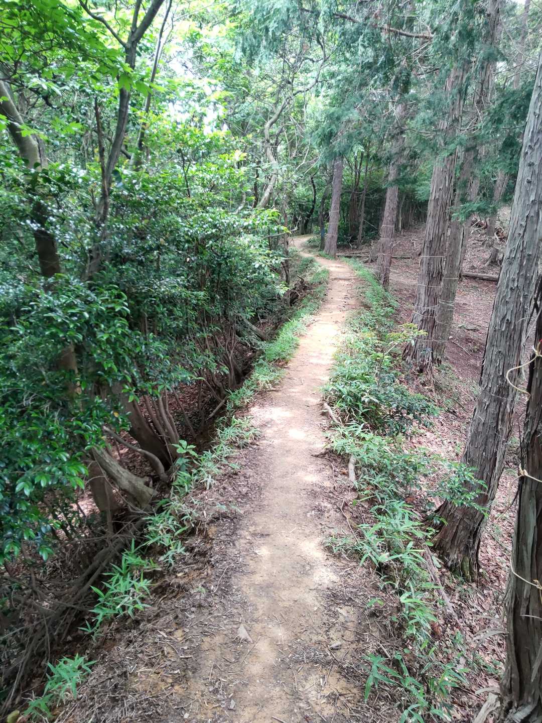 細い登山道が続いていて歩きやすい❗
こういう道が大好き🎶