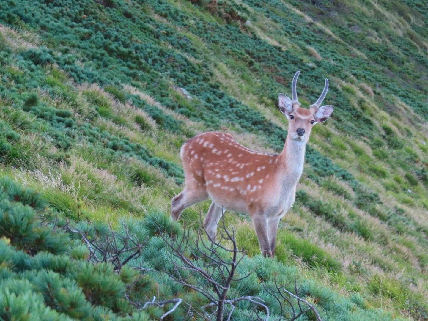 こんな高いとこに🦌