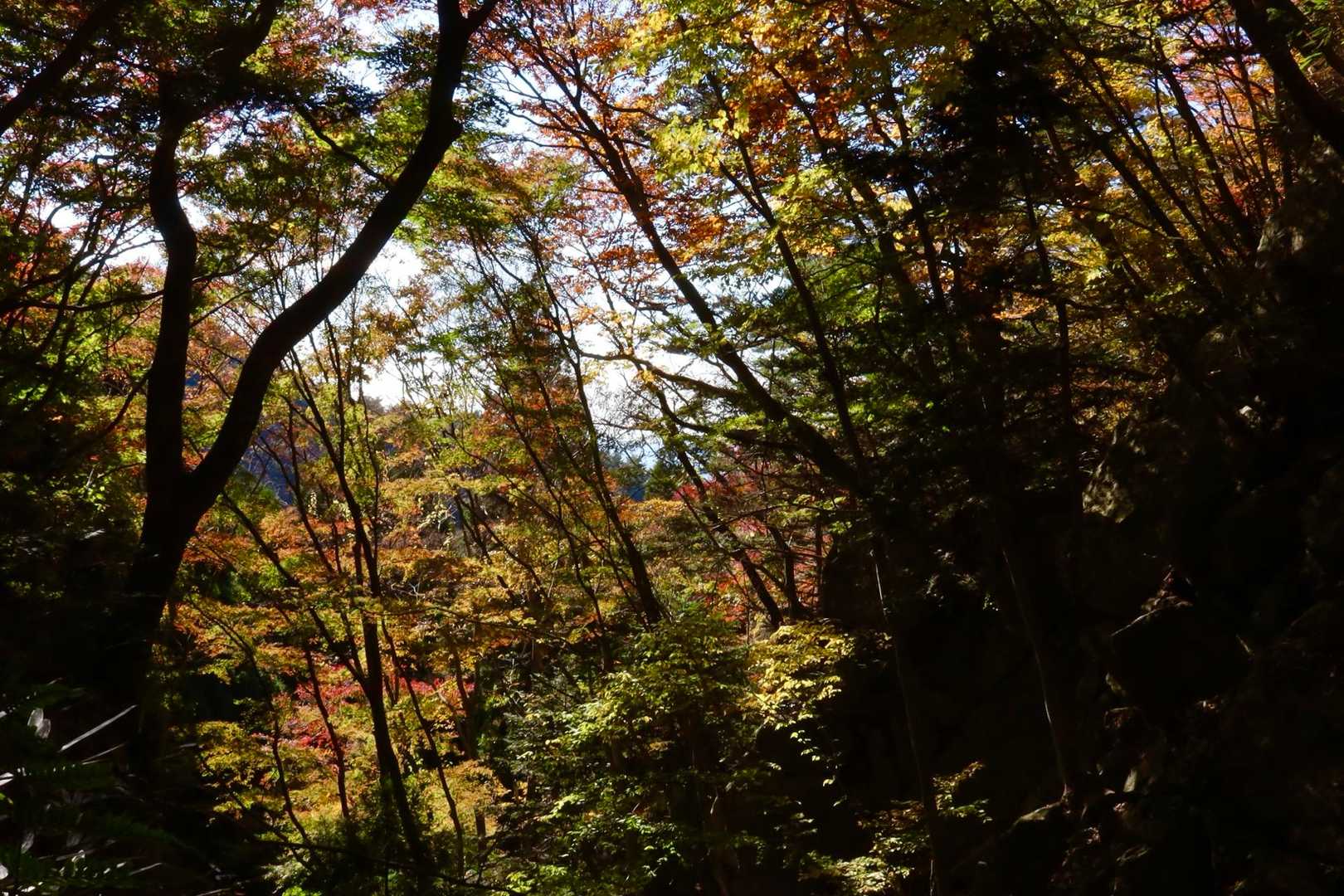 一枚岩の紅葉🍁