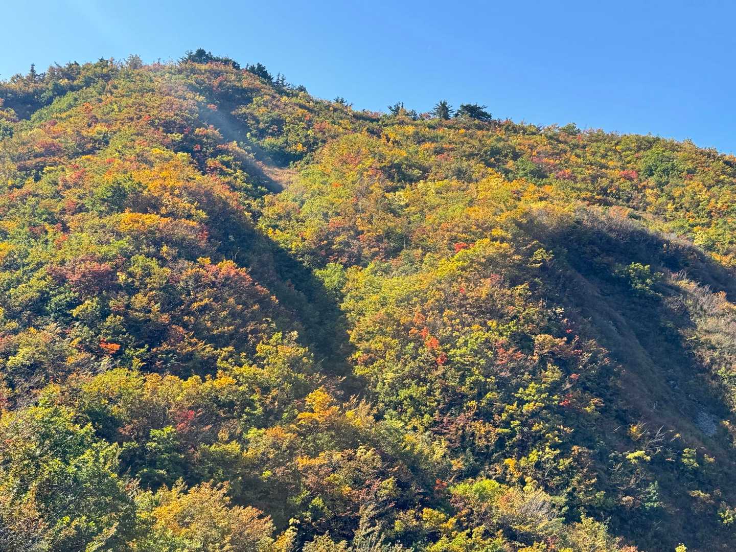 結局駐車場近くの斜面の紅葉が1番綺麗だったような、、😅