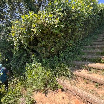 下山時は、帆掛山への階段を登り返さないですむショートカットルートを発見👀
いつも私が先を歩いているのに、少しでもショートカットしたい汗だくの相方さんが積極的に先導😆