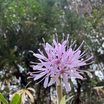 今年初めてのショウジョウバカマ🥰
