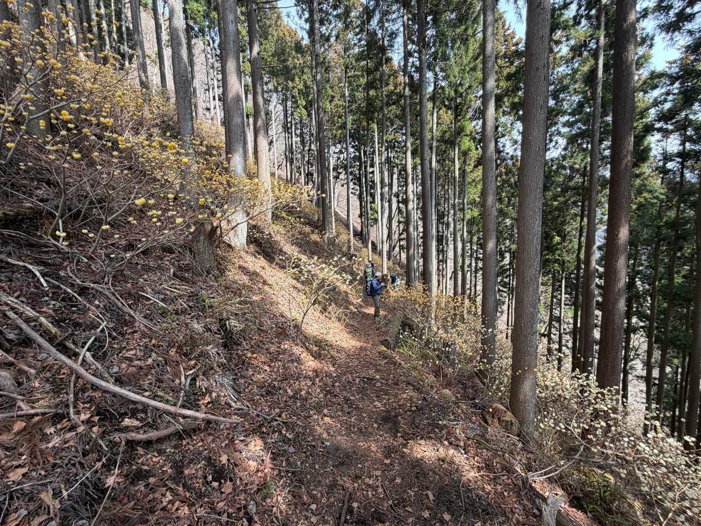 ミツマタに囲まれながらの山歩き。思わず足取りも軽くなるような素敵なルートです。