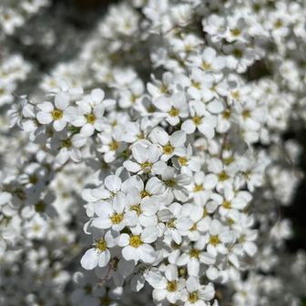 いっぱいに咲いたユキヤナギ