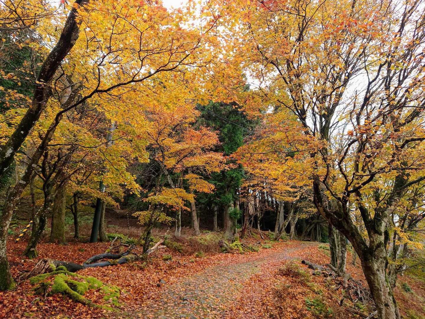 黄葉のトンネル✨️