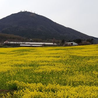 フチューのクシー