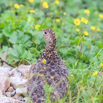 白馬岳・小蓮華山 雷鳥にたくさん会えたものの。。。だんだん天気が怪しく