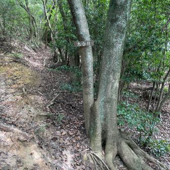 9合目の分岐、ここは右へ
