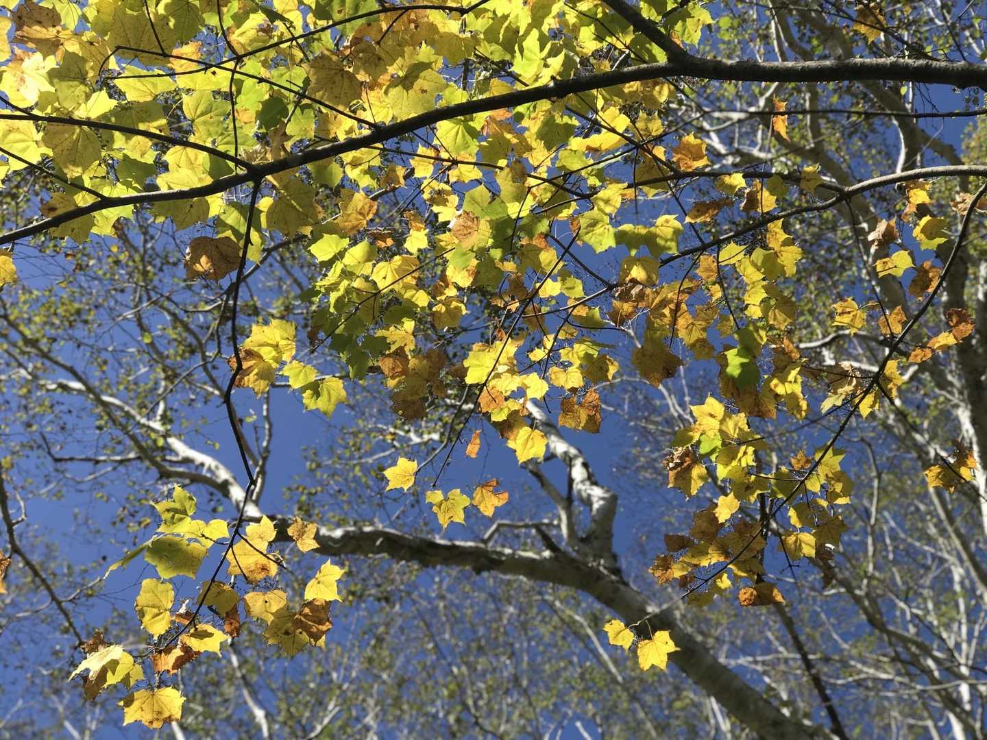 ここの紅葉🍁がいちばん綺麗だな〜なんて思いながらも…