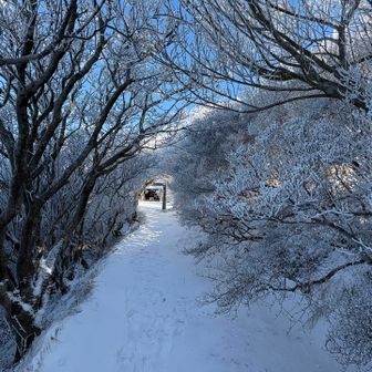 妙見神社への霧氷参道❄️