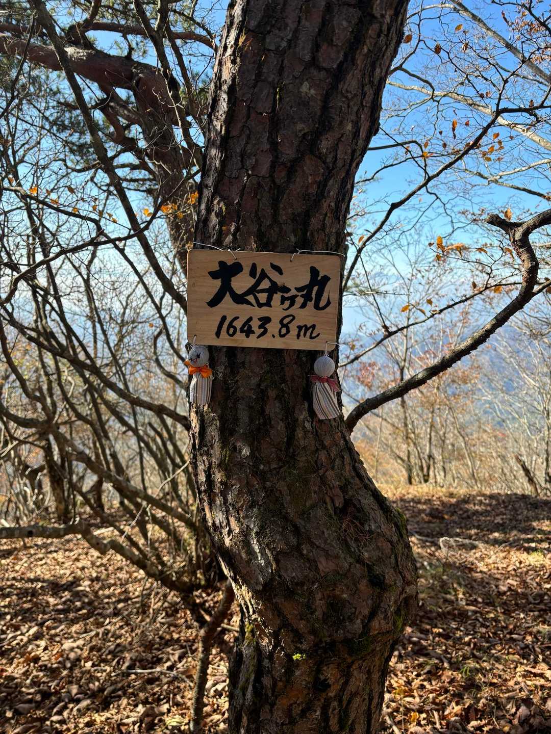 湯の沢峠-大蔵高丸-ハマイバ丸-米背負峠-大谷ヶ丸-コンド 縦走コースの写真