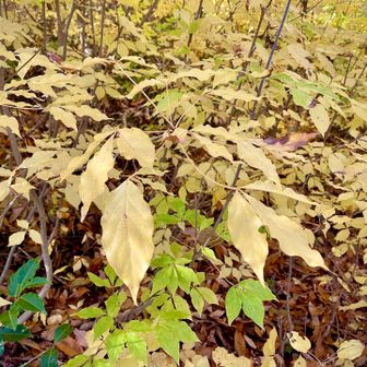 ゴールドラッシュの元となる
タカノツメ