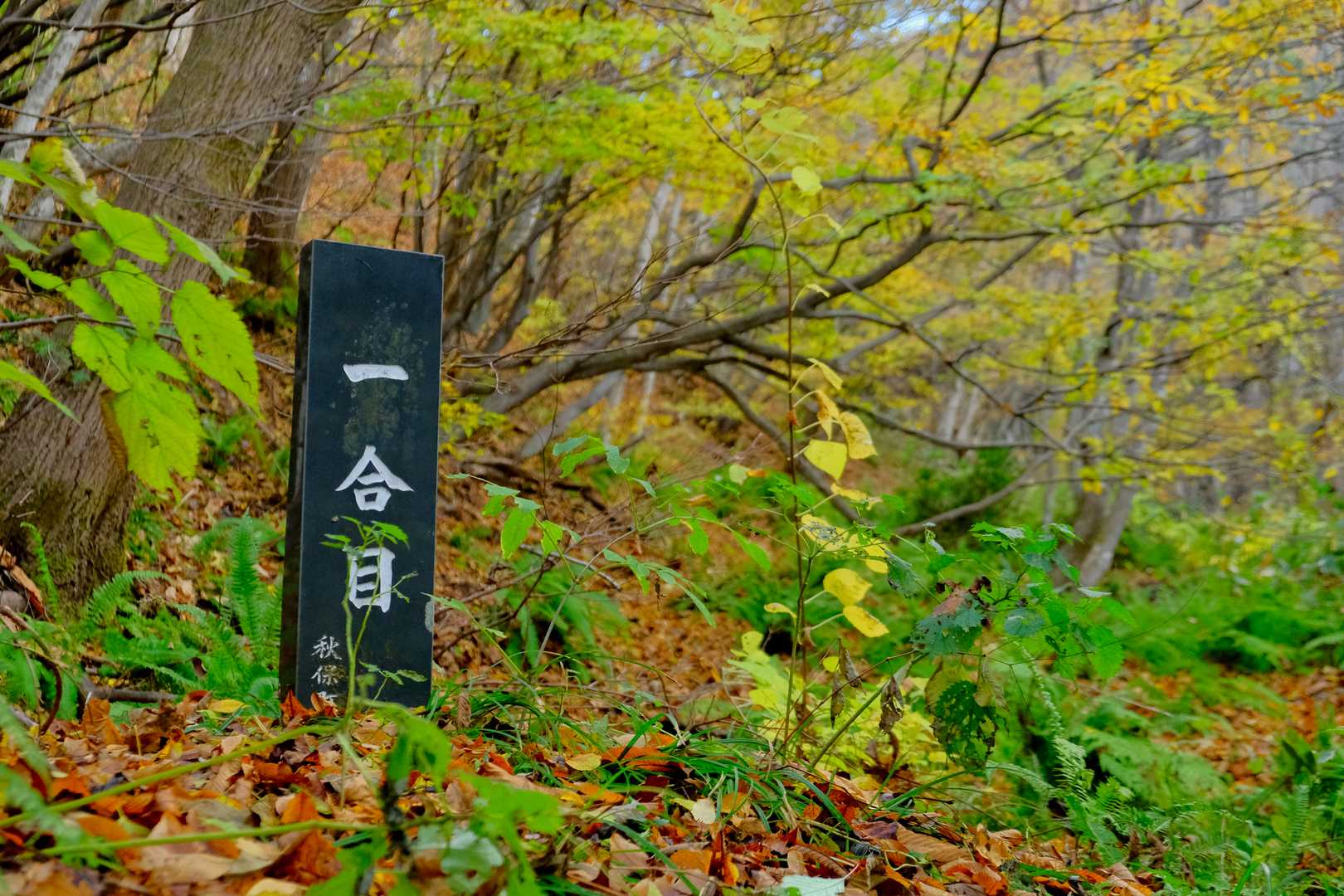 ここまで歩いてまだ1合目？とちょっとがっかり。