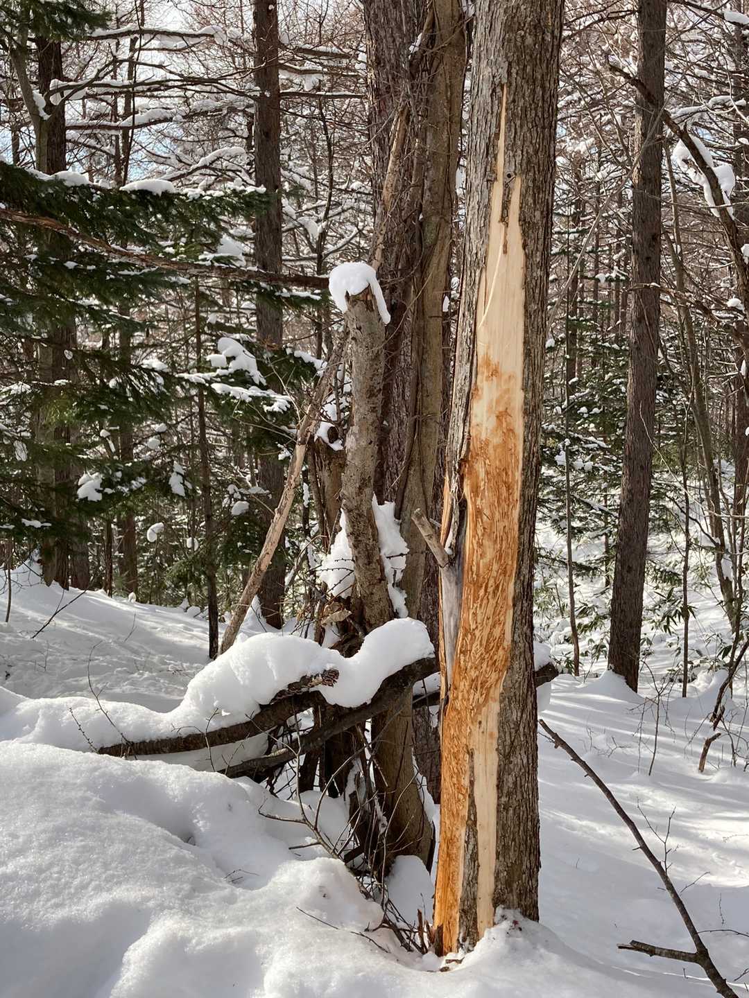 その先には、樹皮が剥がれている樹
鹿が食べたんだね