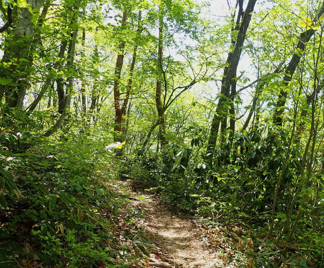 新緑の登山道💚
爽やかな風もあります
所々にコシアブラ