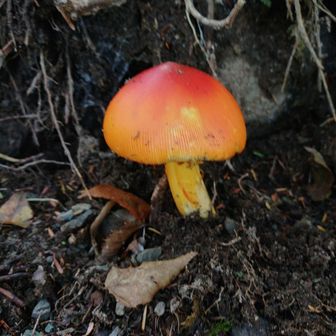 🍄
