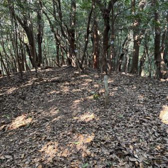 山頂はこんな感じ展望無し！