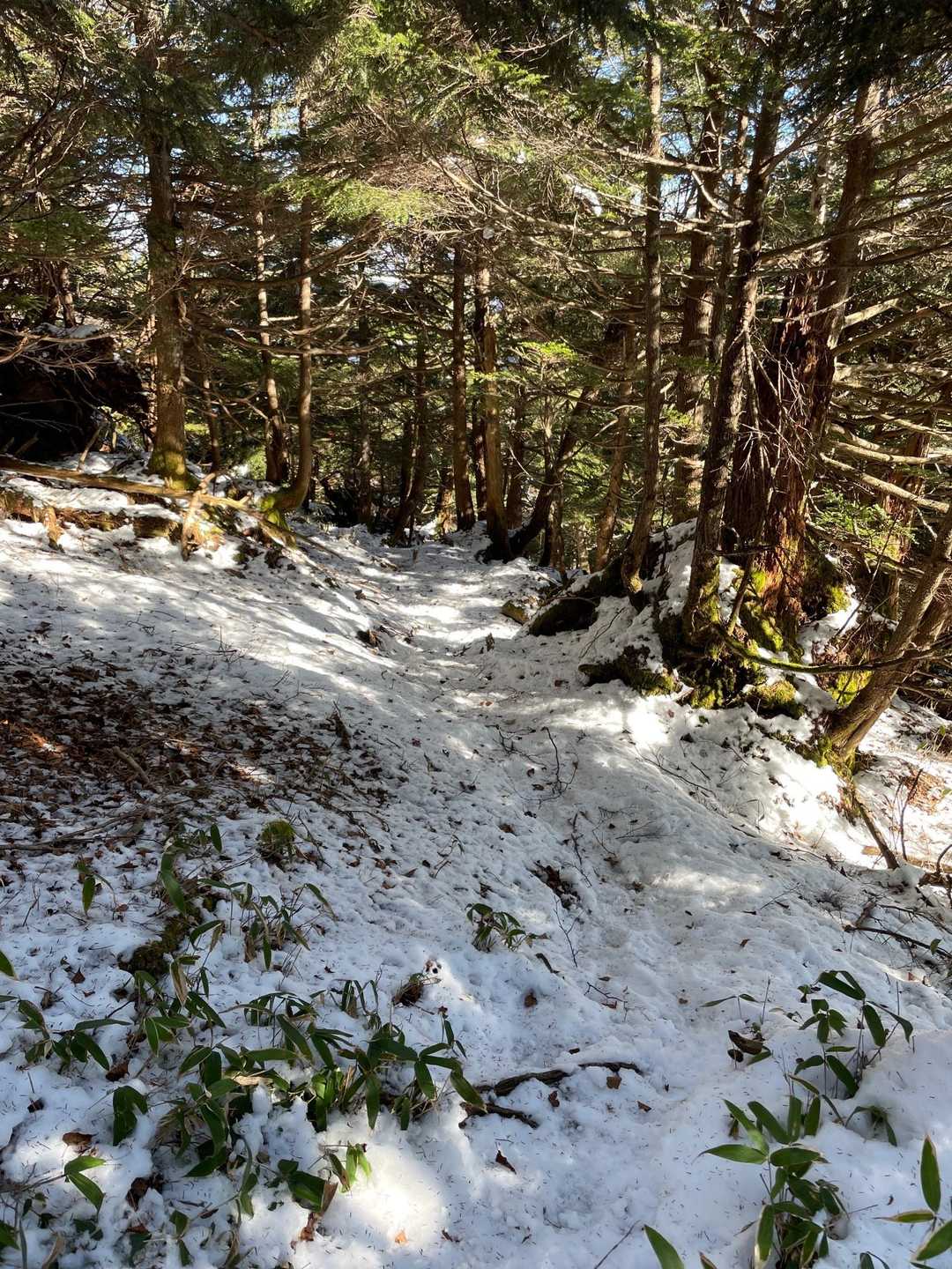 太郎山登山口-山王帽子山-小太郎山 往復コースの写真