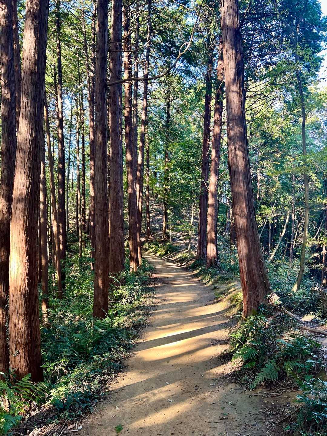 木洩れ陽が気持ち良い