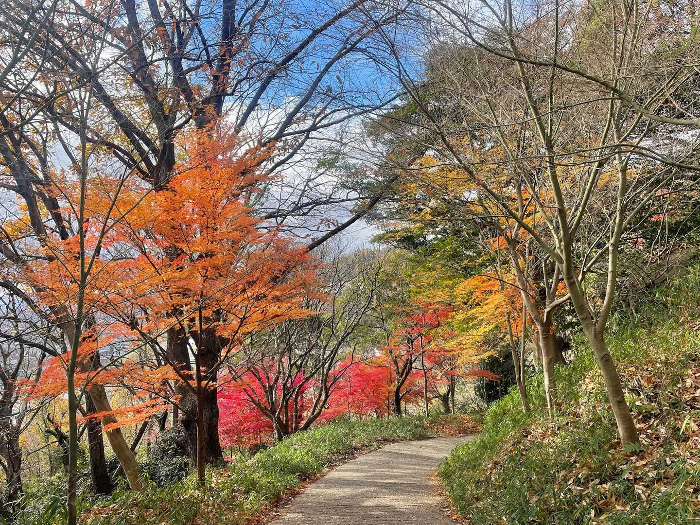 裏参道で下ります。
大分葉を落としていましたが、まだ十分綺麗✨