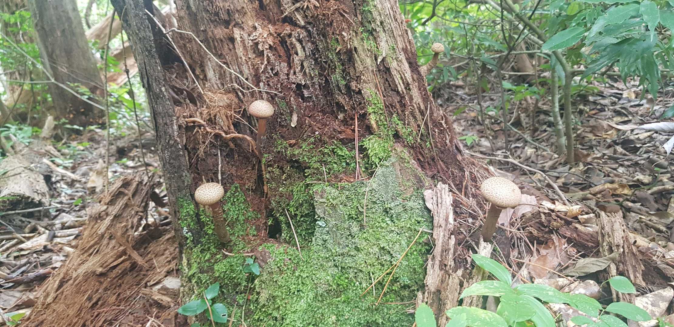 遣水観音山 往復コースの写真