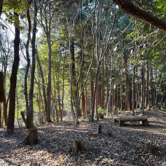 山頂標識はベンチからこれぐらいの距離にあり、YAMAPの地図より少し進んだところになります。
写真左のこの木の絵馬みたいなのが標識です。