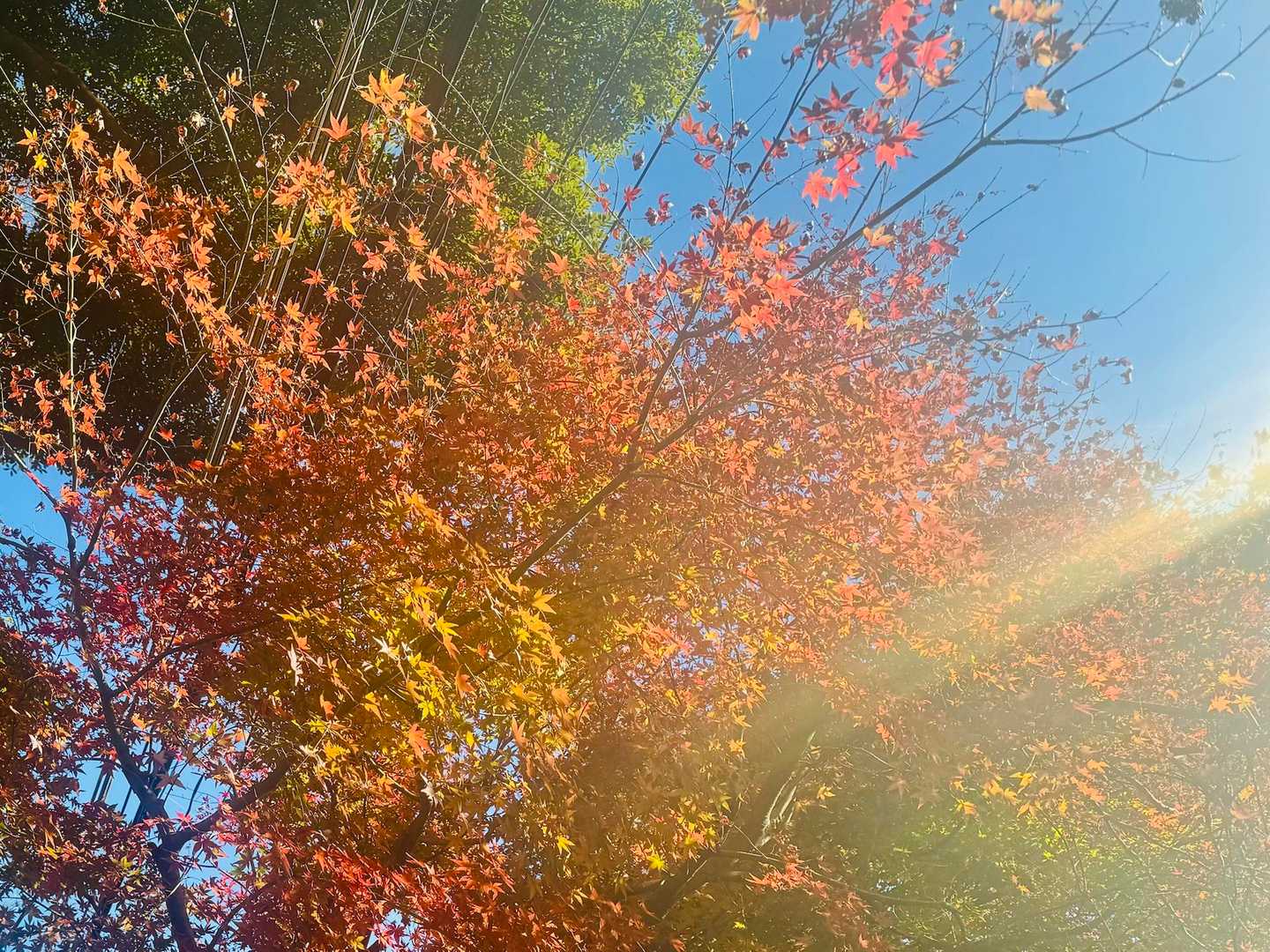 紅葉🍁が朝日に燃える