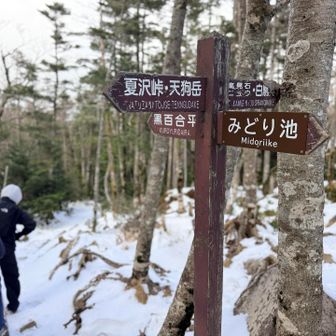黒百合平へ向かう