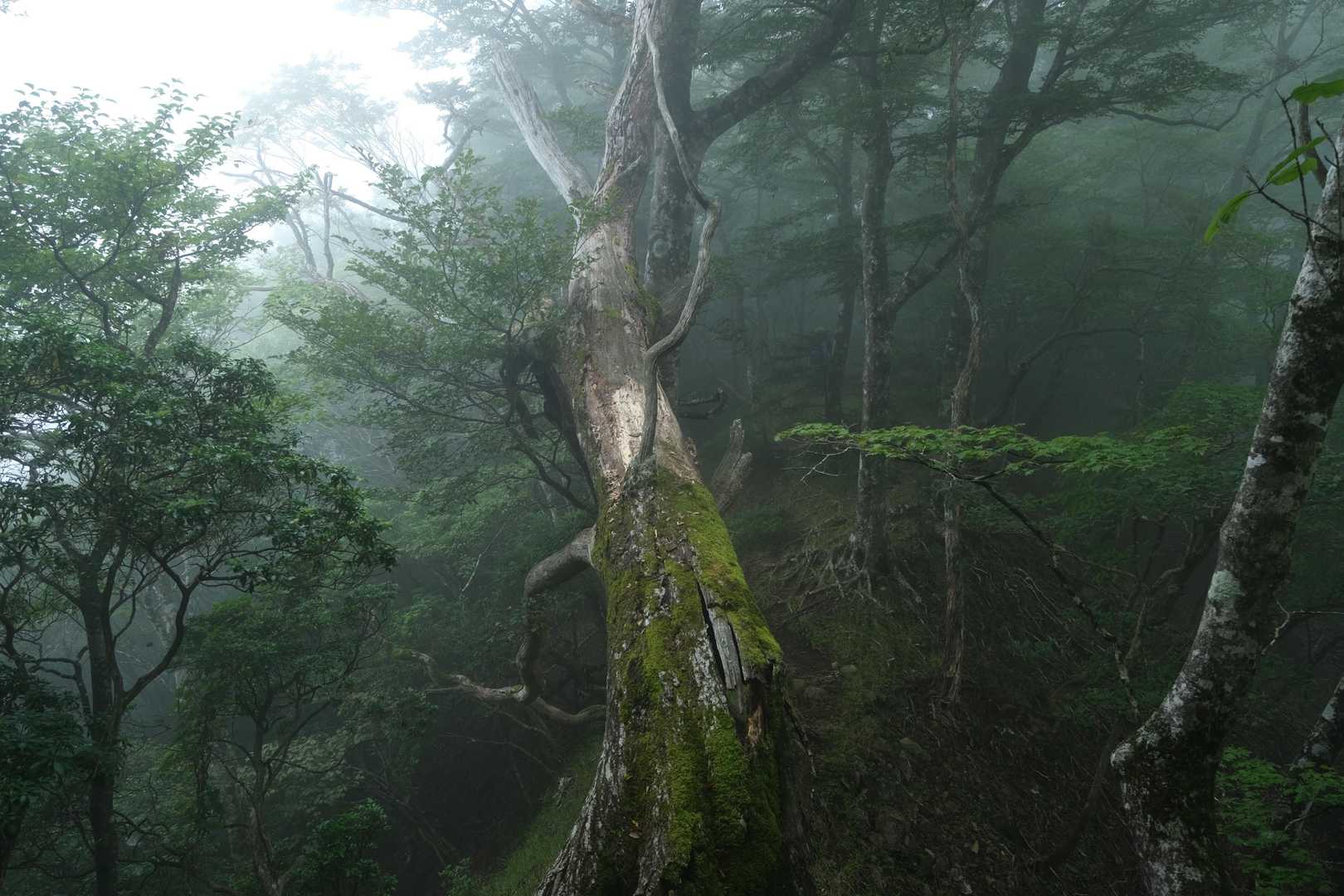 西丹沢ビジターセンターバス停-畦ヶ丸山 往復コースの写真