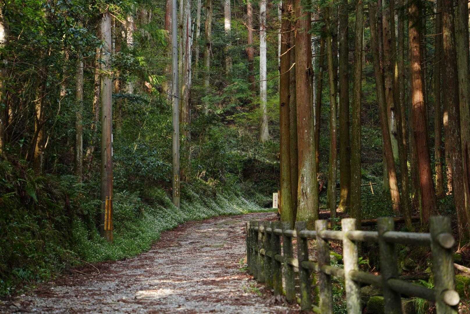 んっ！さっそく道脇に白いものが見えてきました