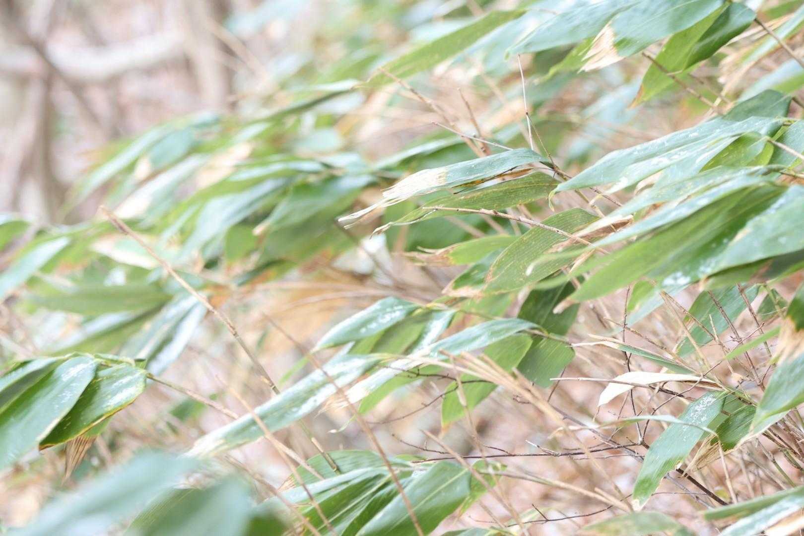 額取山 往復コースの写真
