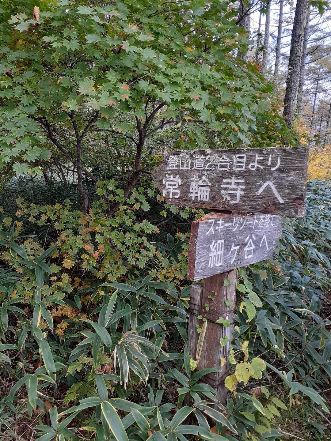 別ルートとの合流地点
踏み跡はあるけど熊笹が生い茂っているので利用者は殆ど居ないかな❓