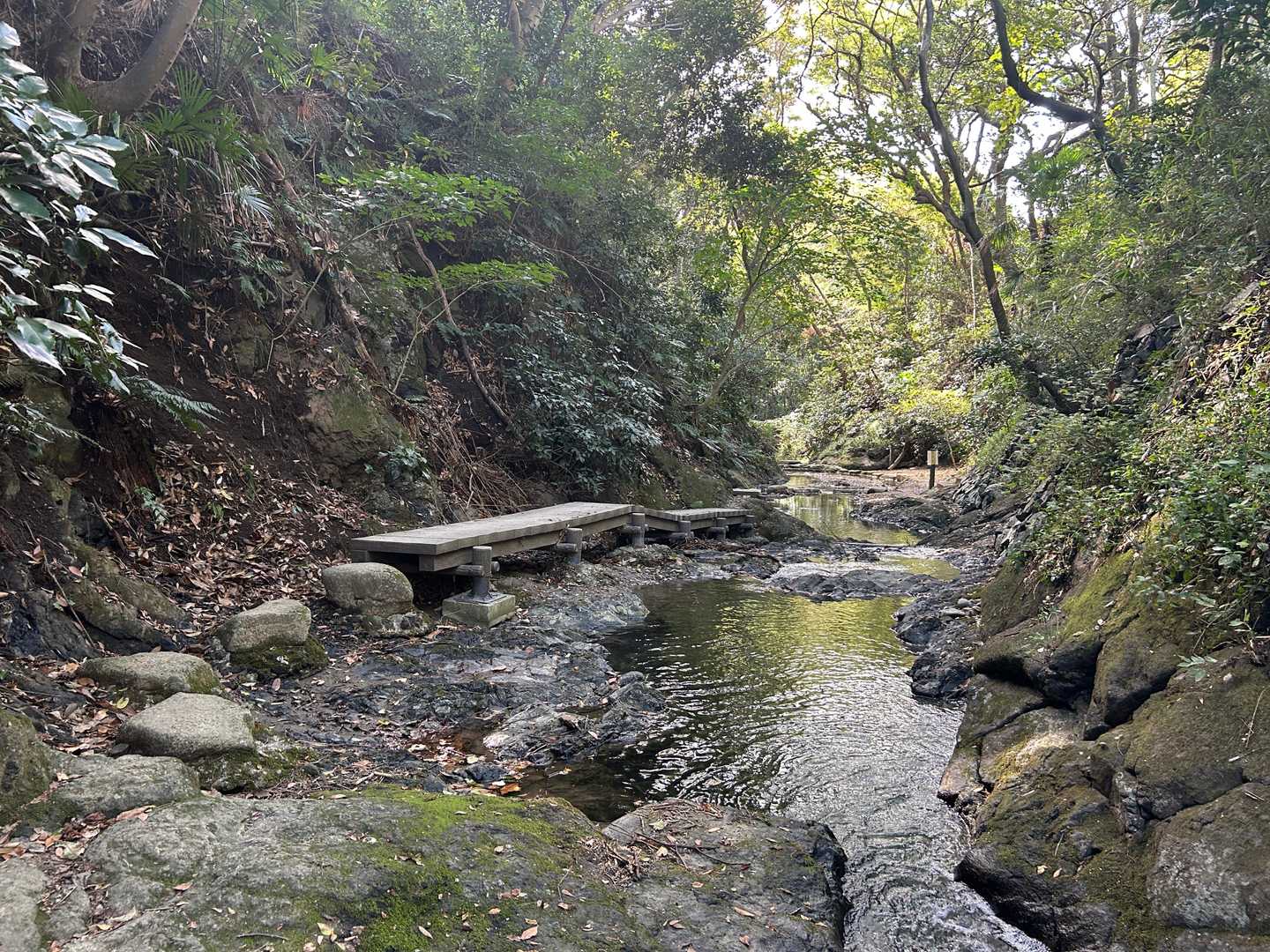 飛び石と木道
ここの遊歩道は、日が差し込む時間帯の方が気持ち良い