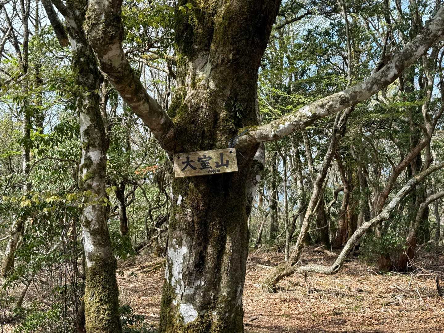 大室山に到着☺️最初のピークは展望無いので、
もう片方の大室山南峰へ向かいます⛰️