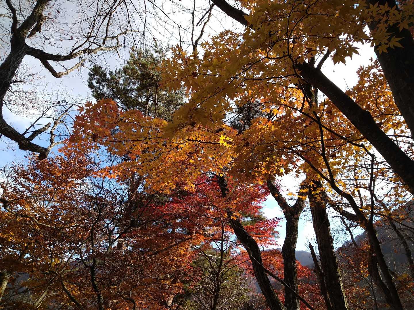 下山ルートは標高が下がるとまだまだ見頃の紅葉が残っており、紅葉を諦めかけていた我々にとっては嬉しいサプライズでした。