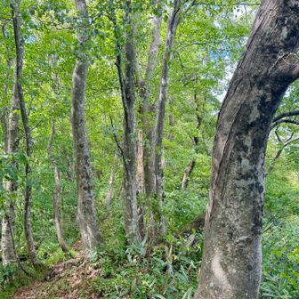 登りはイタヤカエデの小径