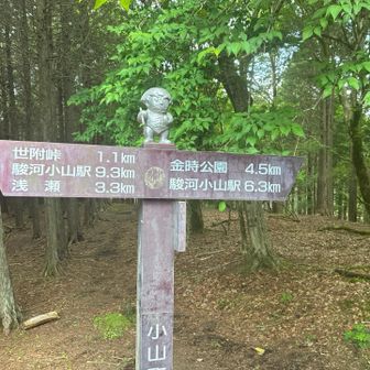 不老山への道は直登！
久しぶりに山に登った感じがしました
そして、地面は急にヒルがいそうな雰囲気に！
（今日はヒルを見ることはありませんでした）

最初のピーク、南峰に到着
金太郎さんが乗ってます🍑