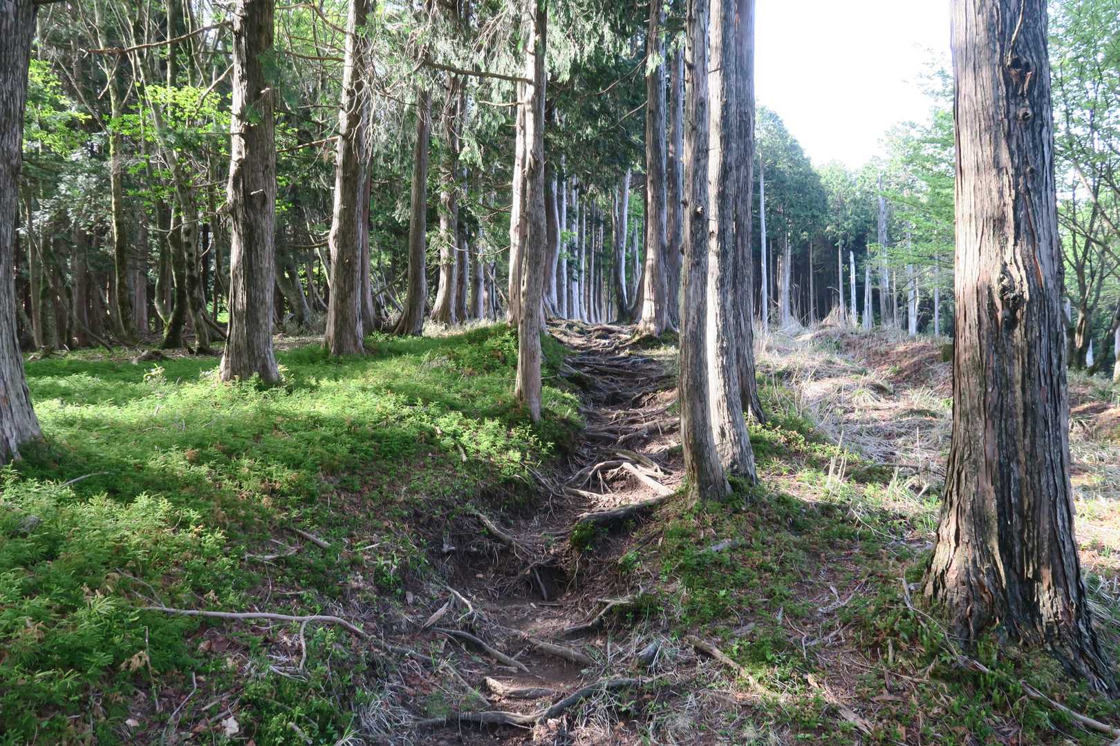 大海里峠-駒の尾山 往復コースの写真