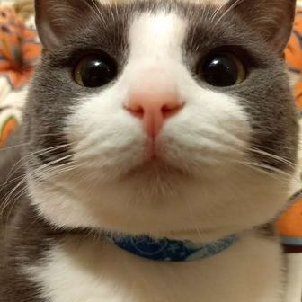 やっほー猫