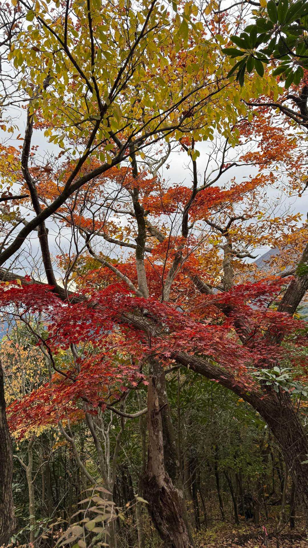 矢岳登山口-矢岳 周回コースの写真