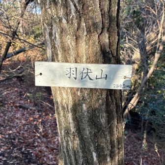 ⑩　羽伏山　ここも🎾の紐が切れてた